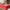 00 Red, variant on Red Christmas Table Cloth Rectangle 60" x 102" (8-10 Seats)- Washable Polyester Poinsettia Print Decoration Tablecloth for Kitchen Dinning, Holiday Dinner