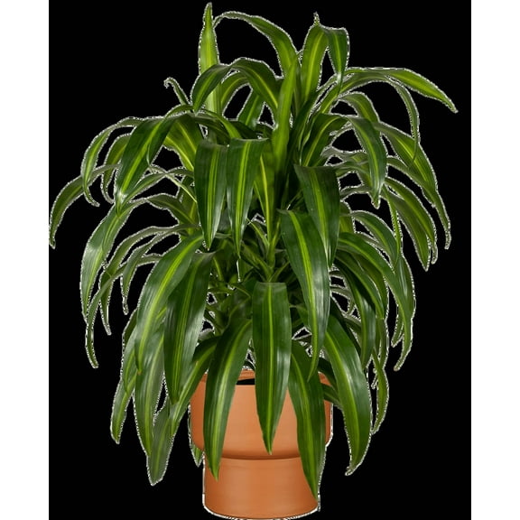 Dracaena Hawaiian Sunshine-Tropical Indoor Plant-Easy Care and Air Purifying  6" Pot