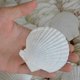 thumbnail image 3 of 25pcs Natural Scallop Shell, For Handmade Diy Production Handmade Diy Coloring Shell, 3 of 4
