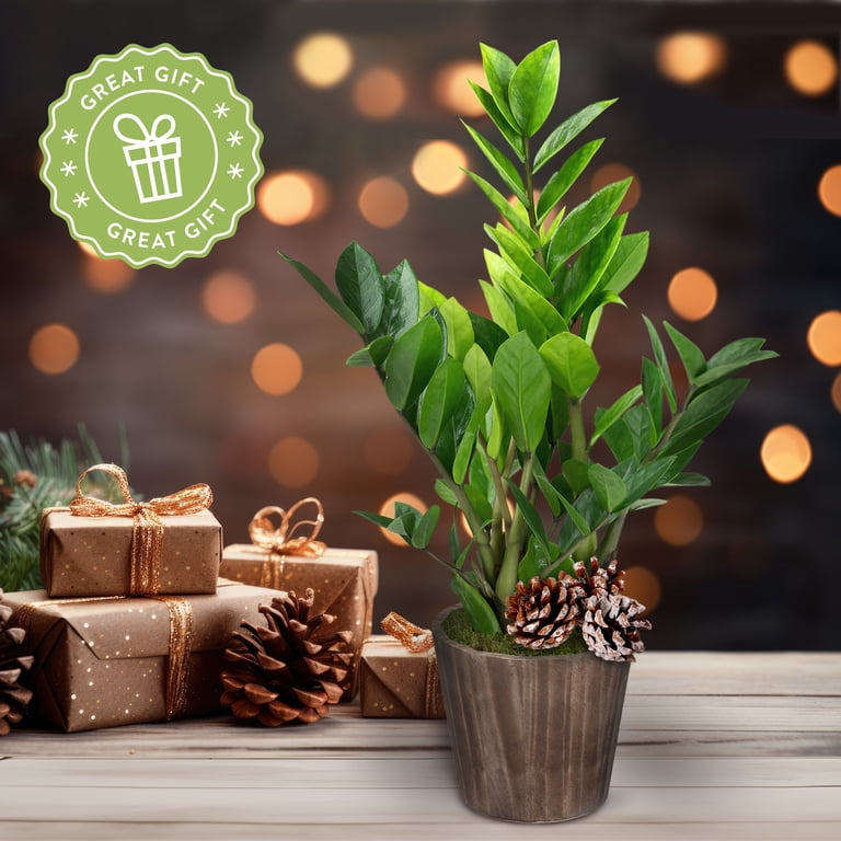 black gold snake plant near me Snake Plant Black Gold Extreme [S Size]