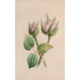 thumbnail image 2 of John Stevens Henslow 13x18 Black Ornate Wood Framed Double Matted Museum Art Print Titled - Musk Mallow (1840), 2 of 5