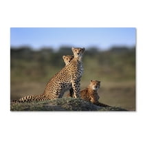 Trademark Fine Art 'Cheetahs Family' Canvas Art by Sultan Sultan Al