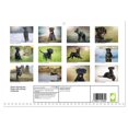 thumbnail image 2 of Giant Schnauzer... Dogs with strong character (Monthly Wall Calendar 2026 11.7 x 16.5 (open)), CALVENDO 14 Month Calendar, 2 of 9