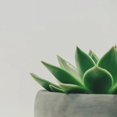 thumbnail image 1 of Succulents - DIY Diamond Painting, 1 of 6
