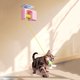 thumbnail image 4 of Teaser for gatos de techo, juguetes for gatos, rebote automático, ventosas autoadhesivas colgantes retráctiles, juguetes interactivos for gatos, 4 of 6