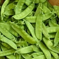 thumbnail image 4 of Burpee Oregon Sugar Pod II Pea, Plant Seeds for Home Garden, 4 of 5
