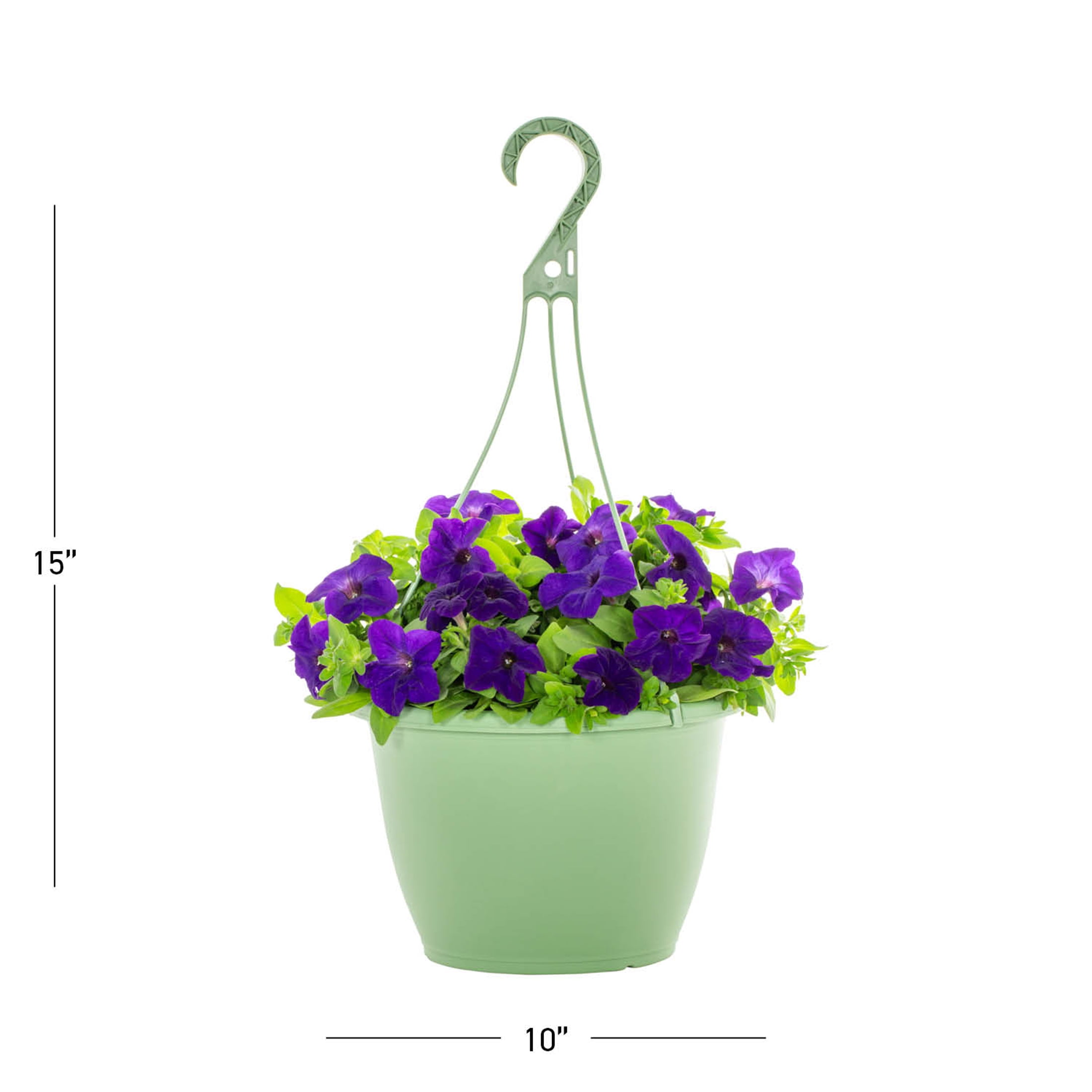 Expert Gardener 1.5gal Purple Petunia Live Annual Plant Hanging Basket Sun