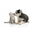 thumbnail image 2 of Cute Puppy Kissing Kitten Wall Mural by Wallmonkeys Peel and Stick Graphic (24 in W x 15 in H) WM56722, 2 of 4