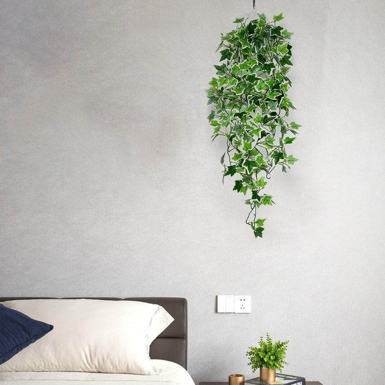 philodendron brasil 6" Philodendron 'Brasil' (Hanging Basket)