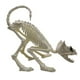 thumbnail image 1 of 1 modelo de calavera de gato., 1 of 3