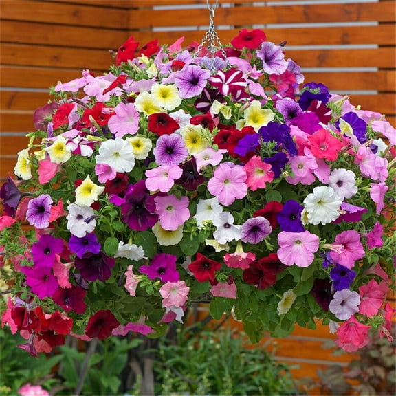 5000  Petunia Seeds Grandiflora Flowers Mixed MVR1 Rainbow Color for Bonsai Planting Home Garden House Plant Flower Seed Mix Color