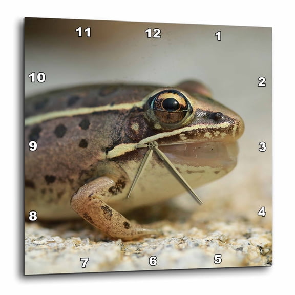 3drose, Macro Photograph of a Southern Leopard Frog After Catching a Bug., 15x15 Wall Clock