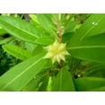 thumbnail image 5 of Yellow Anise Plant  10 Live Plants  Illicium Parviflorum  Fragrant Foliage  Evergreen Shrub  Star Anise Aromatic Ornamental, 5 of 9