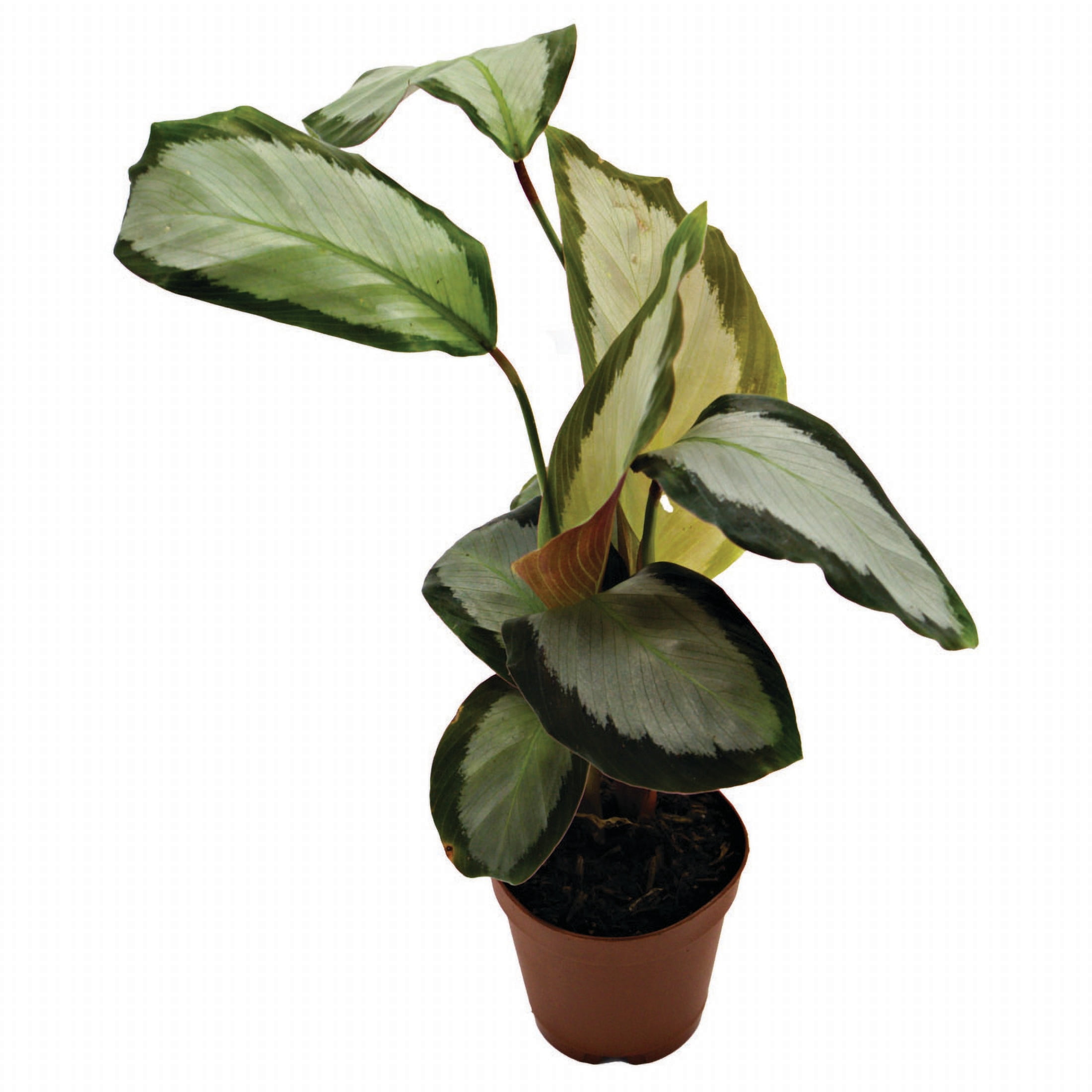 ReptiCulture Assorted Calathea Tropical 2" Pot 3 pk