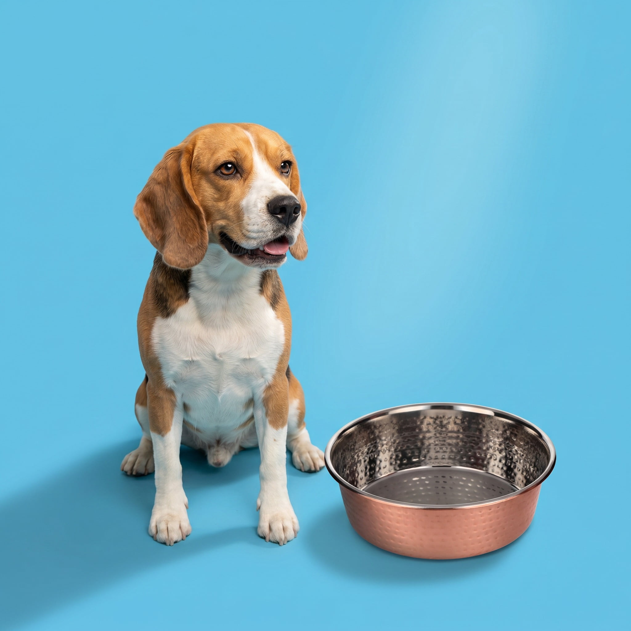 Vibrant Life Large 7.5-Cup Hammered Copper Pet Bowl with Stainless Steel Interior