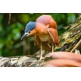 thumbnail image 2 of Fitzharris, Tim 32x23 White Modern Wood Framed Museum Art Print Titled - Reddish Heron-Sabah-Malaysia, 2 of 4