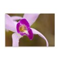 thumbnail image 2 of Gango Home Decor Purple Glory by Dana Styber (Printed on Paper); One 36x24in Fine Art Paper Giclee Print, 2 of 4
