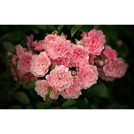 Canvas Print Rose Rosaceae Ground Cover Rose Rose Family Stretched Canvas 32 x