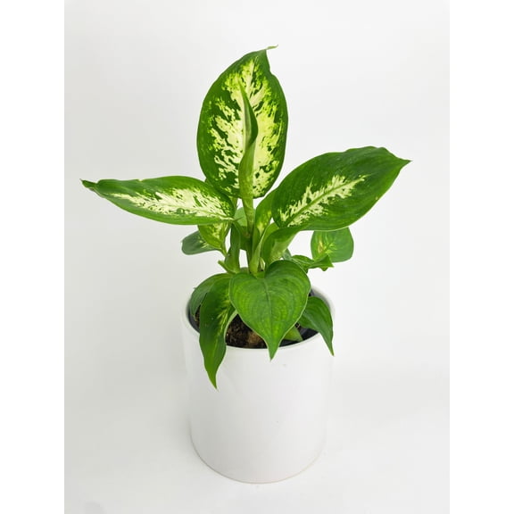 Bumble Plants Dieffenbachia Memoria Corsii 'Amy' - Full Live Colorful Houseplant in Nursery Pot, Easy Care, Indoor Plant for Beginners