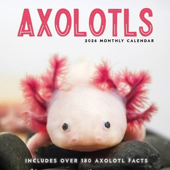Axolotls Wall Calendar 2026 | 12” x 24” Fun Animal 16 Month | Marble City Press