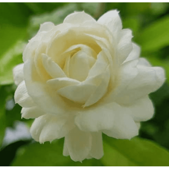 Grand Duke of Tuscany Jasmine Live Plant, 6in Pot, 1 Count