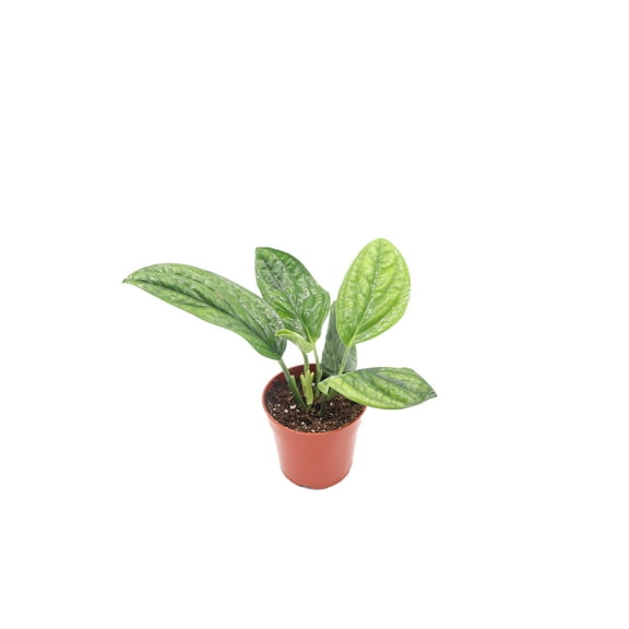 Monstera Peru - 4'' from California Tropicals