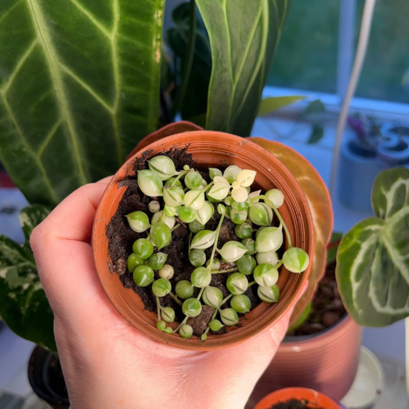 String of Pearls, Hanging Succulent, Trailing Succulent, Indoor Houseplant, Live Plant in 2" Pot