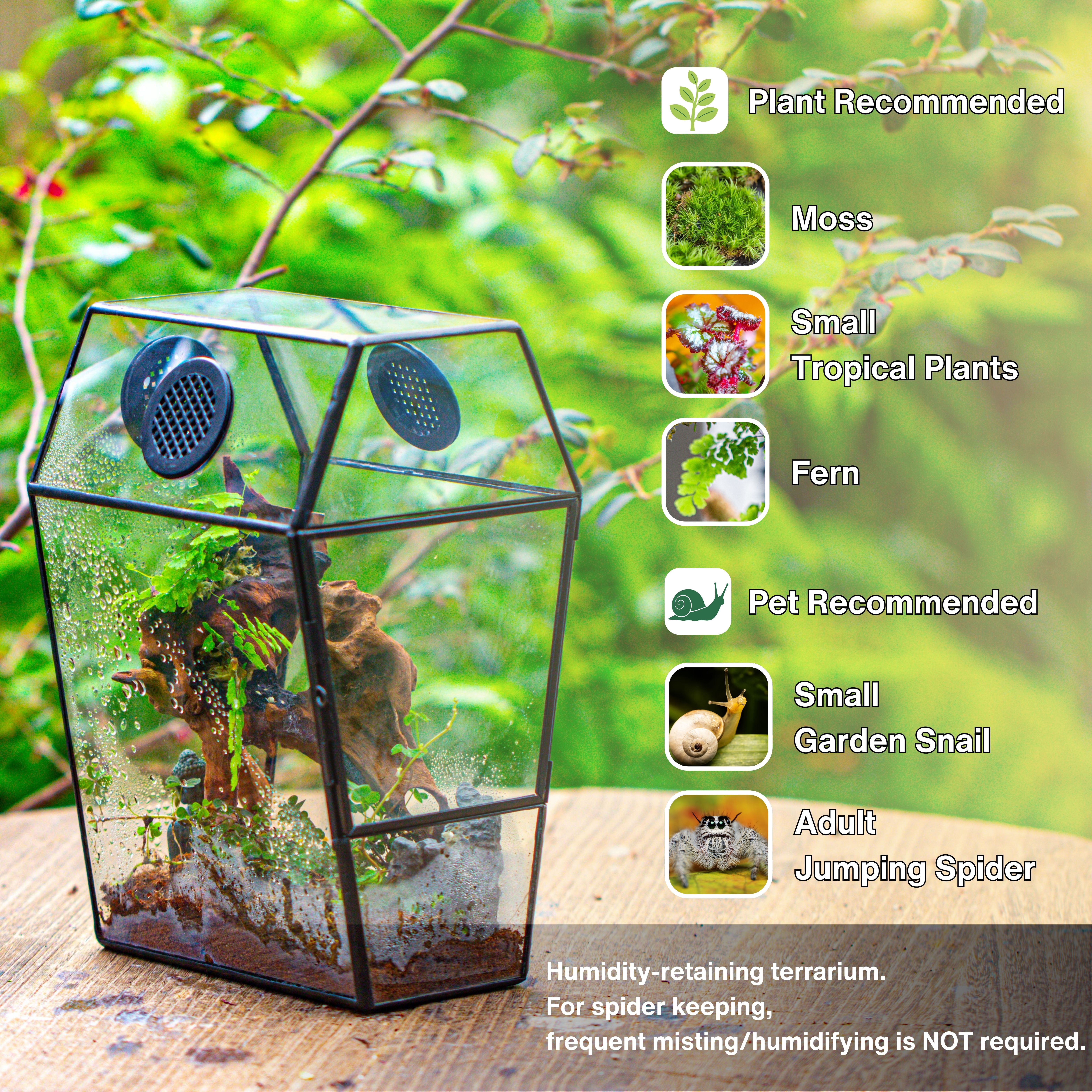 NCYP Gothic Glass Enclosure for Jumping Spider, Snails, Insects - Front Opening Door Geometric Cactus Plants Terrarium with Vent Holes, Indoor Tabletop Coffin Shape Decor, Black (Terrarium Only)