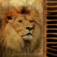 thumbnail image 2 of Pinto, Patricia 20x20 White Modern Wood Framed Museum Art Print Titled - Elegant Safari IV  - Lion, 2 of 4