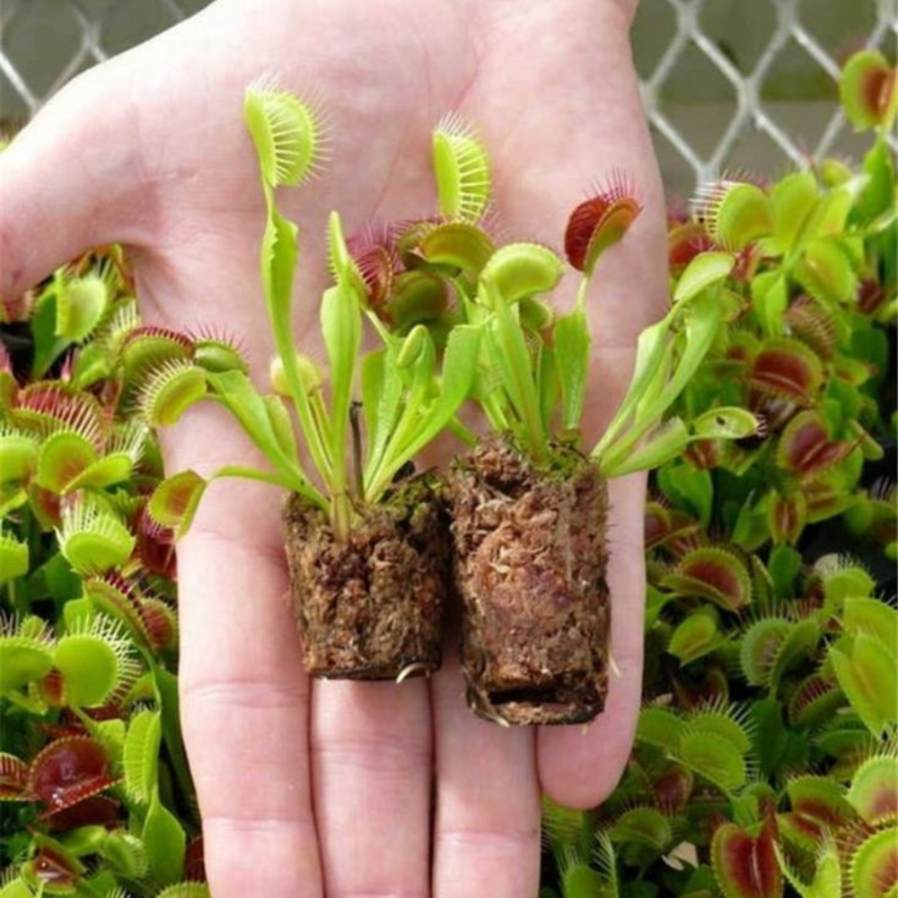 Set 3 Red Venus Flytraps Live Plants,  Well-Started Fly Trap Plants Terrarium Live in Pot, Dionaea Muscipula