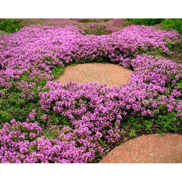 500+ Purple Creeping Thyme Flower Seeds
