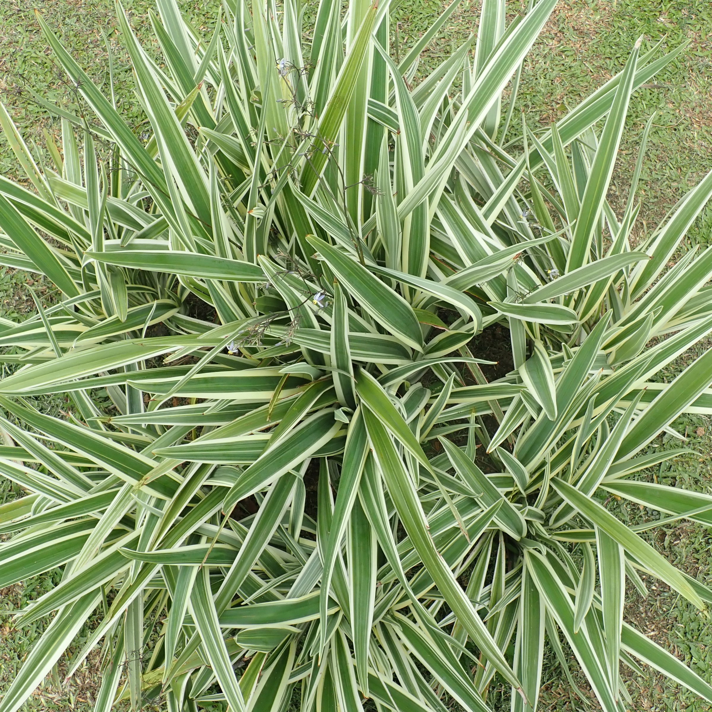 3 gal. Dianella Flax Lilly Plant