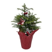 Decorated Live Norfolk Island Pine - Indoor Christmas Tree - 6" Pot