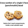 thumbnail image 4 of Wonder Care Rudraksh Mala-5face- Himalayan Rudraksha Seeds Ornament Rosary Japa Mala Necklace, 4 of 5
