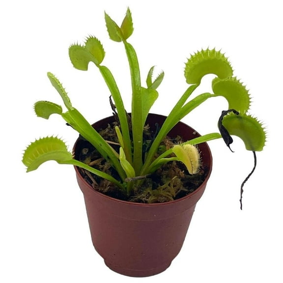 Carnivorous Plant in 2 inch Pot, Perennial Living Bug Catcher Tiny Mini Pixie Plant