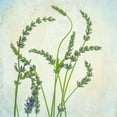 thumbnail image 2 of Poinski, Dianne 12x12 Black Ornate Wood Framed with Double Matting Museum Art Print Titled - Lavender 1, 2 of 4