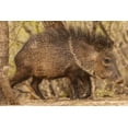 thumbnail image 2 of Illg, Cathy and Gordon 32x23 White Modern Wood Framed Museum Art Print Titled - Texas, Hidalgo Co Close up of a Javelina, 2 of 4