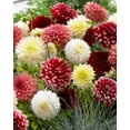 thumbnail image 3 of 5 Mixed Dahlia Bareroots---A TRUE MIX of varieties and colors!!! Dahlia Lovers Dream!!!, 3 of 4