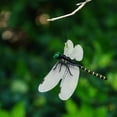 thumbnail image 5 of Pekkaxy Realistic Dragonfly Insect Repellent, 5.5 inch Wingspan, Natural Pest Control Without Chemicals, Ideal for Camping, Fishing, and Garden Protection, 5 of 9