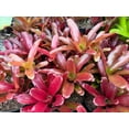 Bromeliad Neoregelia Fireball Live Plant Colorful All Year 6" Pot 6-24