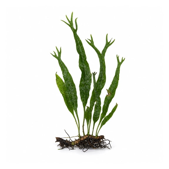 Canton Aquatics Java Fern Windelov Live Aquarium Plant Green 5-8 in 1 Count