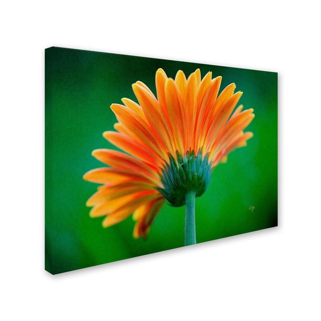 Trademark Fine Art "Orange Burst" Canvas Art by Lois Bryan