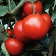 thumbnail image 4 of Tomato Primo Red F1 Seed, 4 of 4