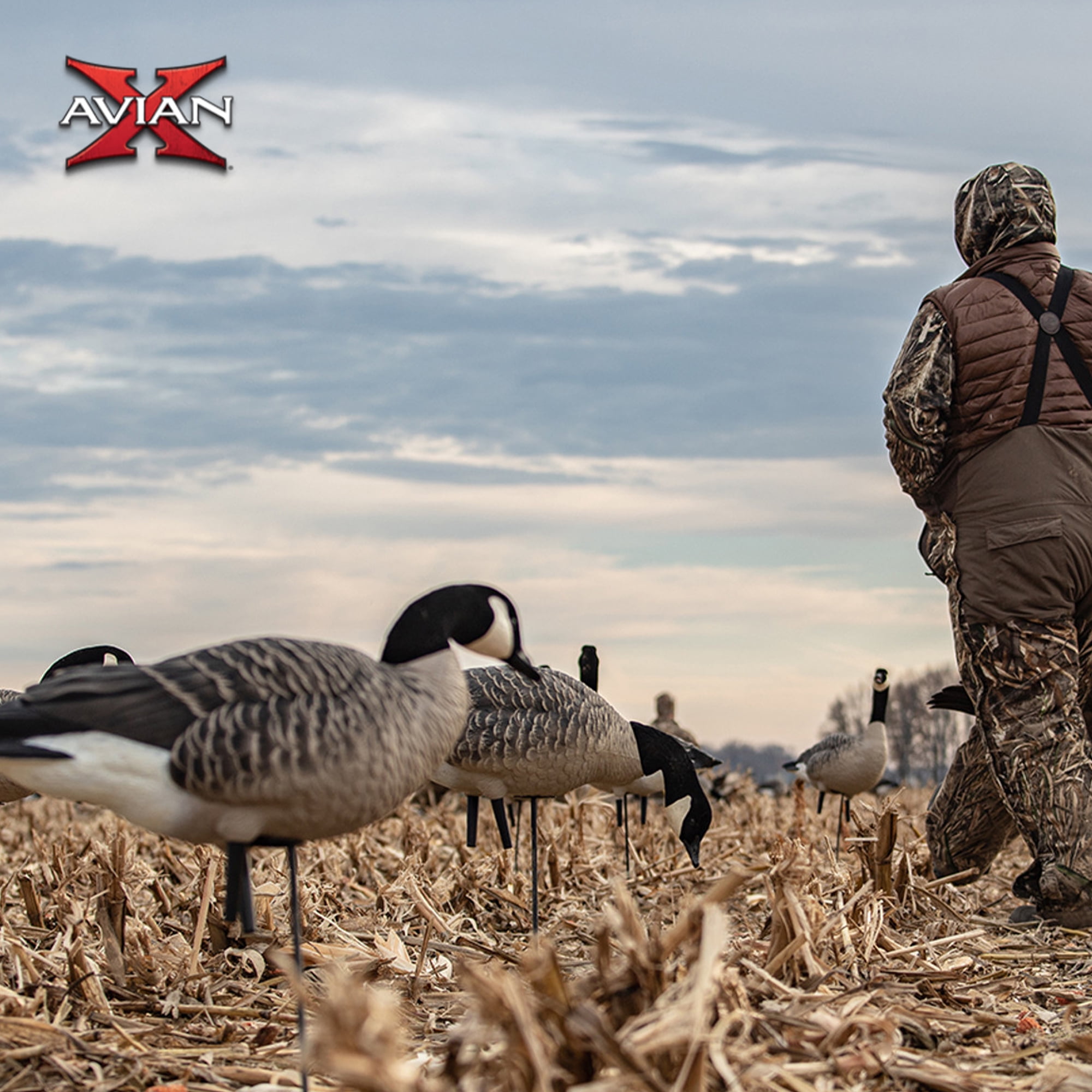 Avian-X AXP Honkers Canada Goose Decoys - Thumbnail 4
