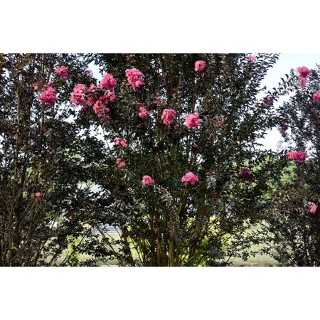 First Editions 2g Crape Myrtle Twilight Magic