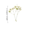 thumbnail image 2 of Topboutique 50 Pcs White Baby's Breath Flowers Bulk Dried Pressed Flowers Real Gypsophila Dried Flowers for Wedding Invitation, Scrapbooking, Art Craft DIY Making, Mini Size 2.3-3.1 inch, 2 of 7