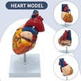 thumbnail image 4 of Modèle de Cœur Humain Réaliste, Réplique Taille Réelle avec 34 Structures Anatomiques, Matériau PVC Durable, Connecté Magnétiquement pour une Manipulation Facile, un Outil Essentiel pour Applications Médicales et Éducatives, 4 of 6