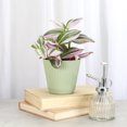 thumbnail image 2 of Live Tradescantia Nanouk Plant - Colorful Foliage - 4" Decorative Pot Cover - Thorsen's Greenhouse, 2 of 5