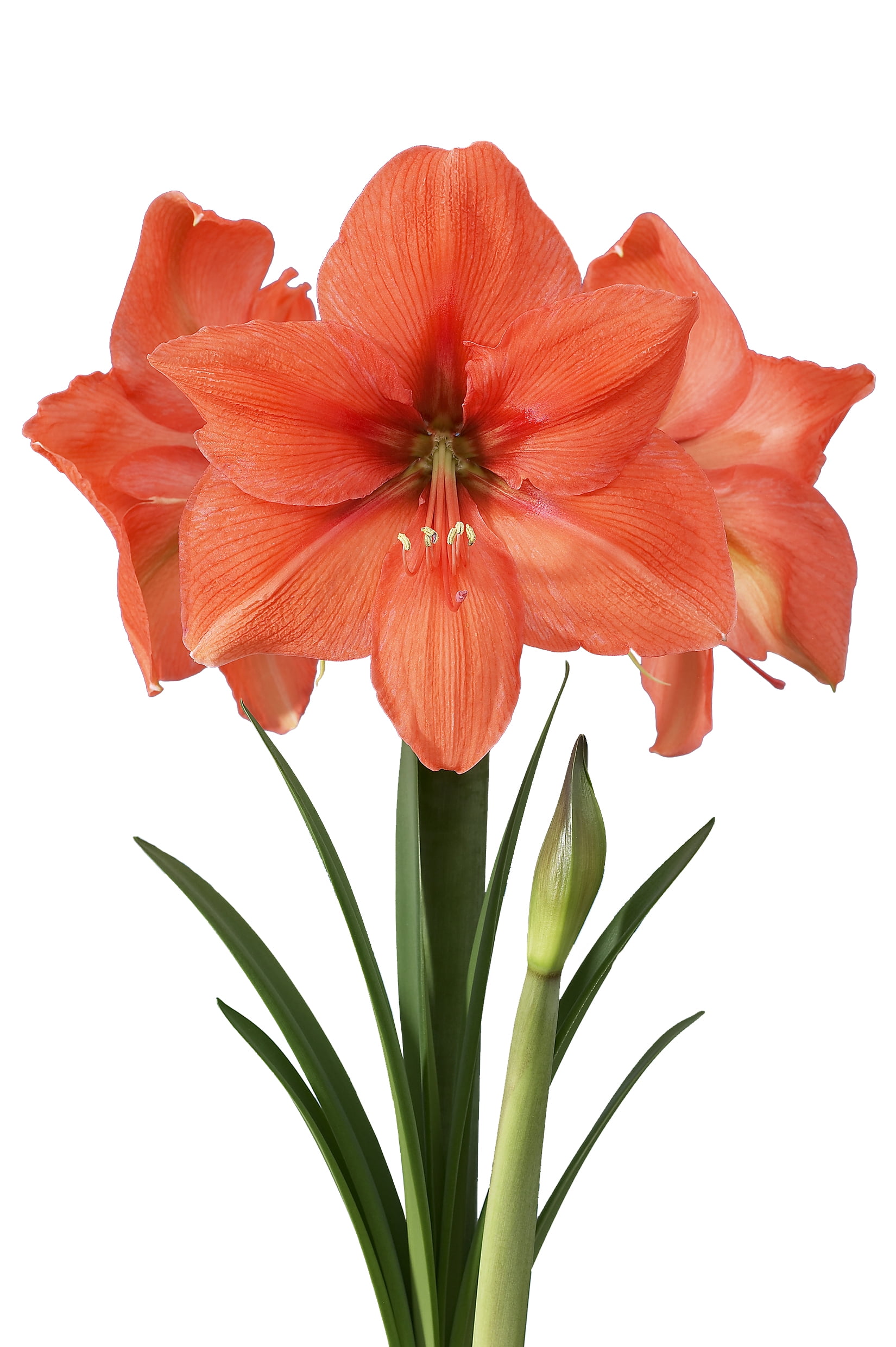 EuroBlooms Amaryllis Bellini in 6 Inch Silver Pot - Orange Flowering Plant