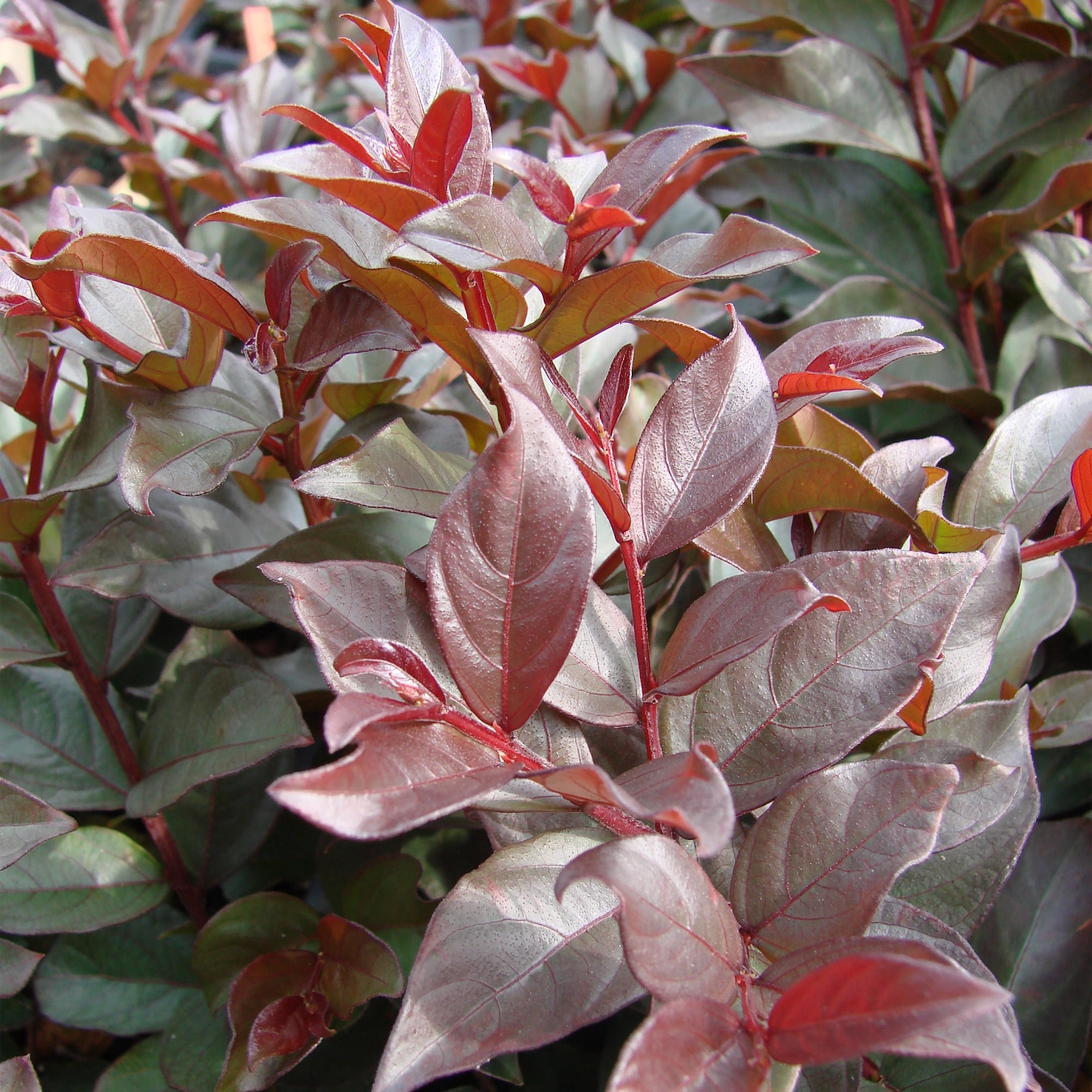 First Editions Plum Magic Crape Myrtle Live Shrub in 2-Gallon Grower Pot